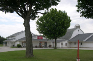 Grey Elm Tree
